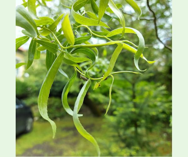 Liskavka Chrysomela vigintipunctata