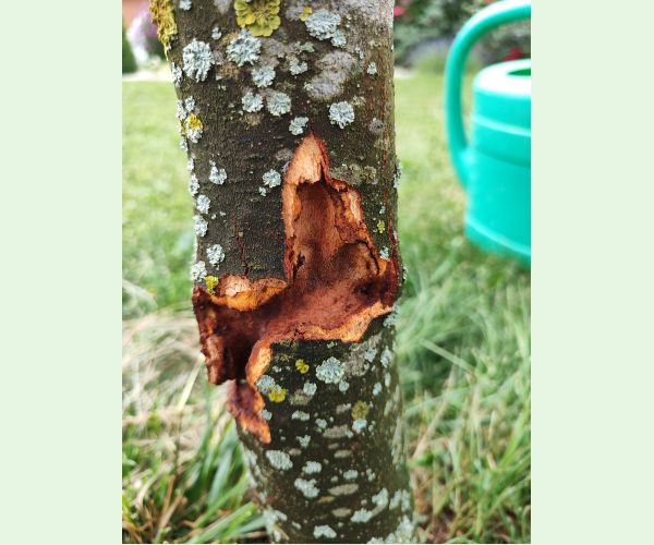 Drevotoč hruškový