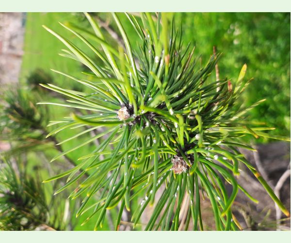 Štítnička borovicová