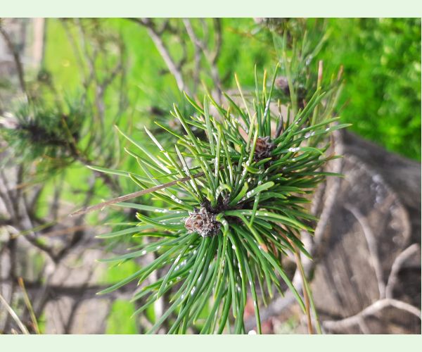 Štítnička borovicová