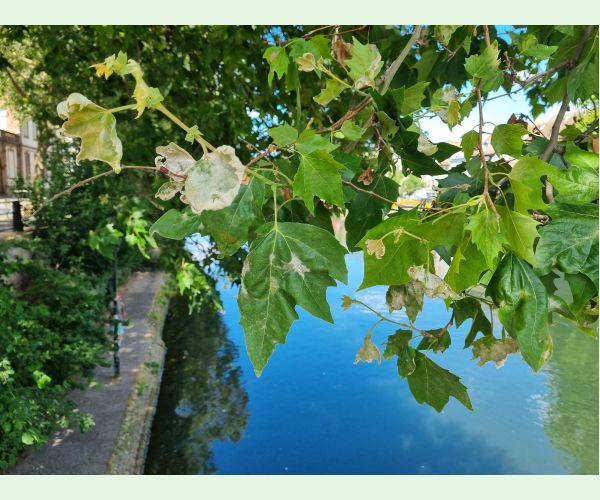 Múčnatka platanová