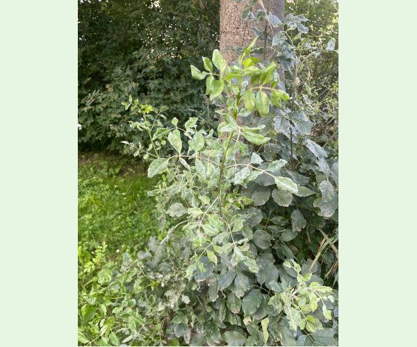 Veľkomúčka jaseňová