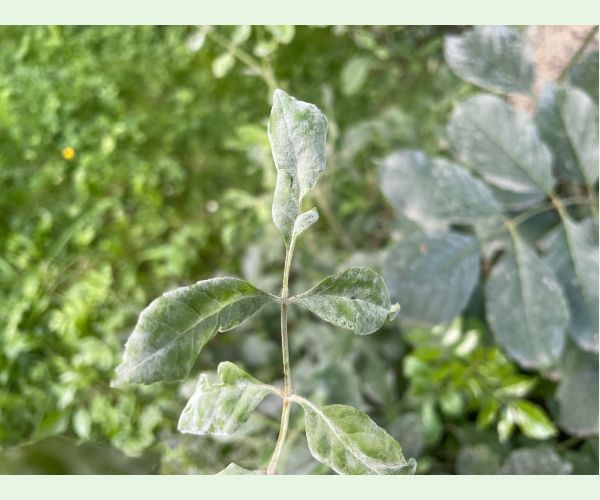 Veľkomúčka jaseňová