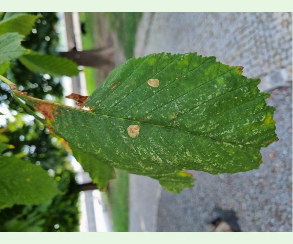 Ploskáčik pagaštanový