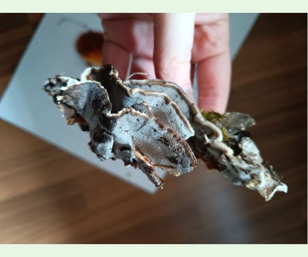 Trúdnikovec pestrý