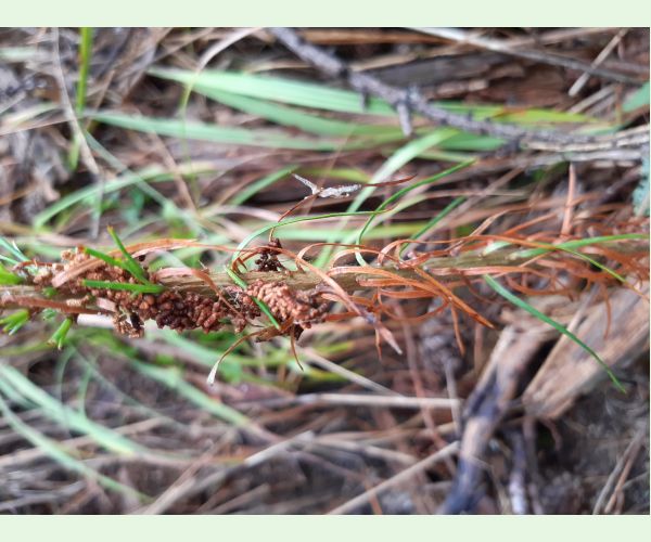 Ploskanka sadenicová