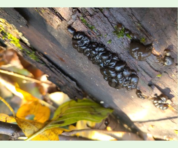 Tmavorôsolovec mozgovitý