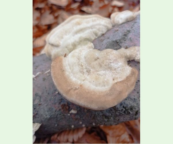 Trúdnikovec chlpatý