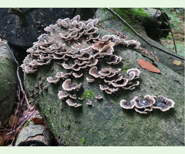 Trúdnikovec pestrý