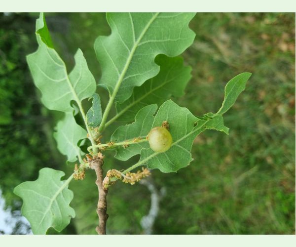 Hrčiarka Neuroterus quercusbaccarum