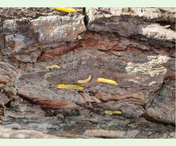 Hrebenárka borovicová