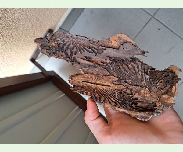 Lykožrút smrekový