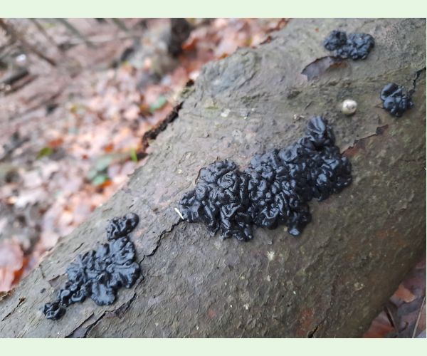 Tmavorôsolovec mozgovitý