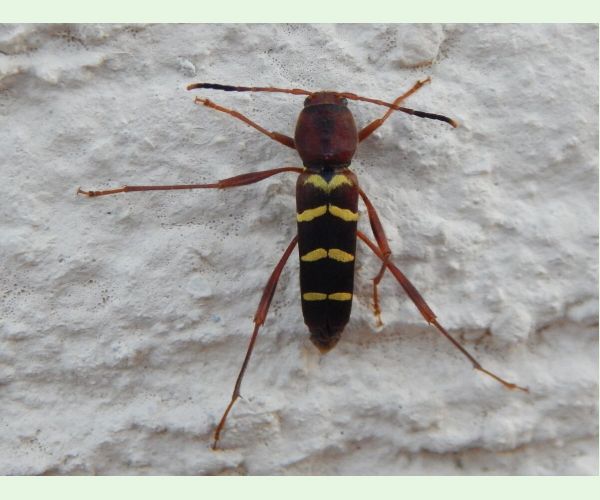 A - This species is not in the database yet