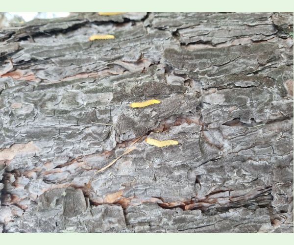 Hrebenárka borovicová