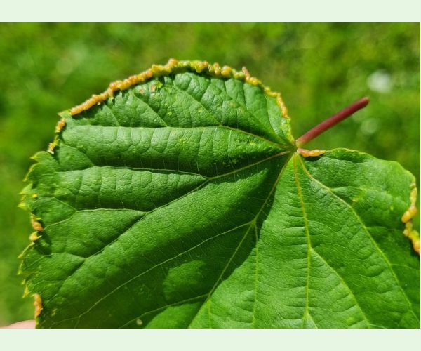 Roztoč Phytoptus tetratrichus