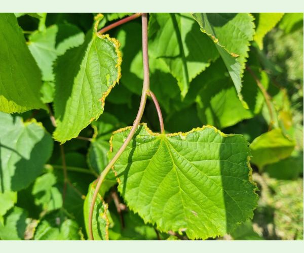 Roztoč Phytoptus tetratrichus