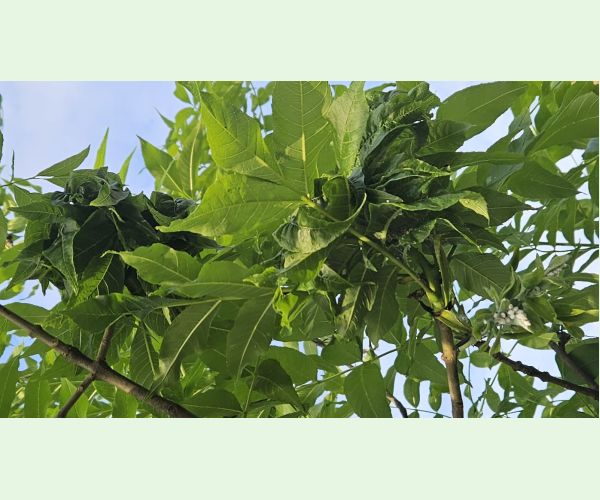 Dutinárka orgovánová