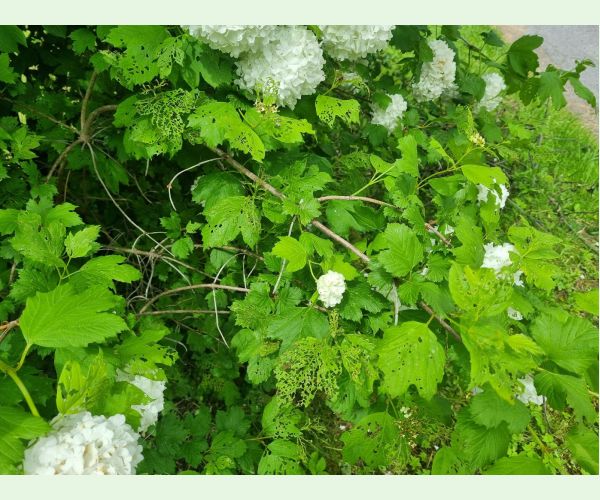 Váhavec Pyrrhalta viburni