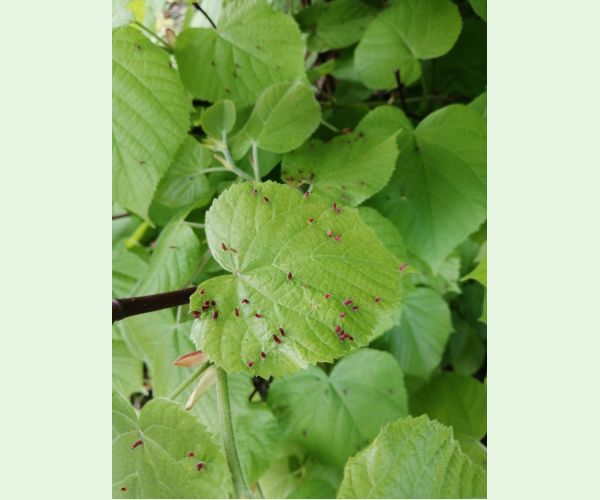 Roztoč Vlnovník lipový