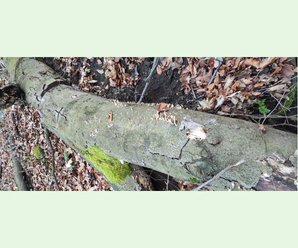 Trúdnikovec zamatový