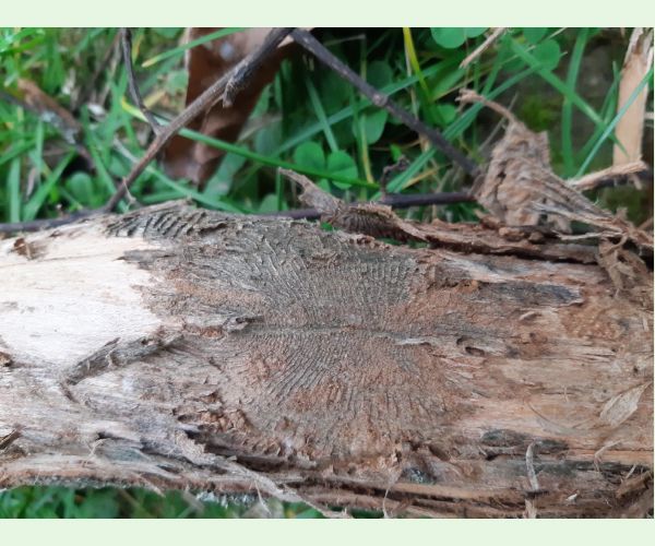 Podkôrniky Scolytus na breste