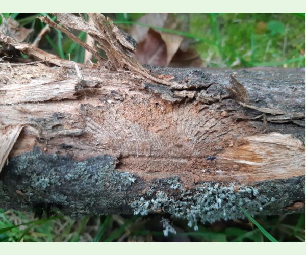 Podkôrniky Scolytus na breste