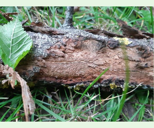 Podkôrniky Scolytus na breste