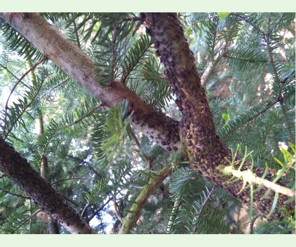 Medovnica Cinara curvipes