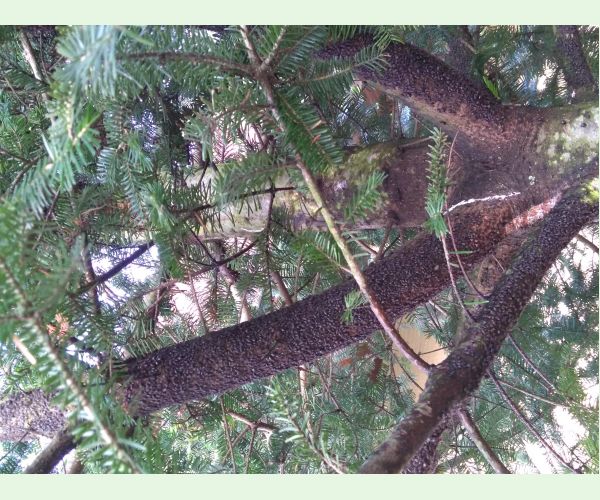 Medovnica Cinara curvipes