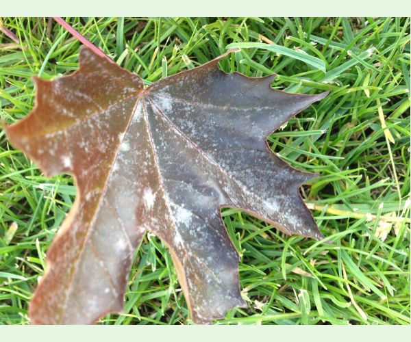 Špirálovka Tulasneova