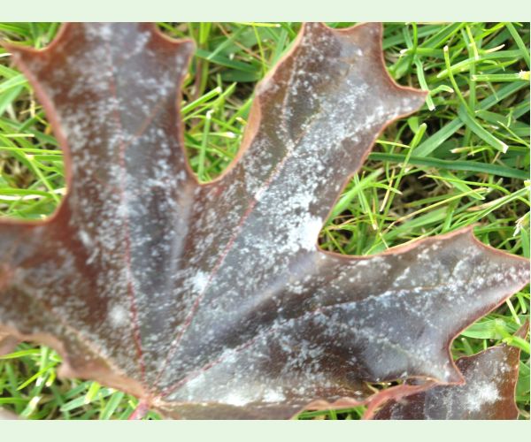 Špirálovka Tulasneova