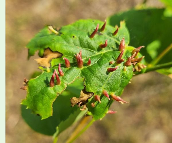 Roztoč Vlnovník lipový