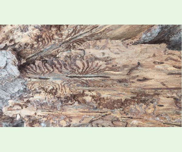 Lykožrút smrekový