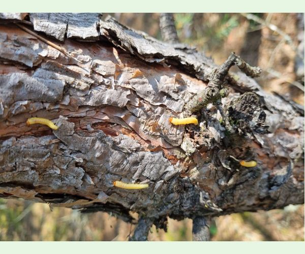 Hrebenárka borovicová