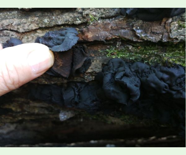 Tmavorôsolovec mozgovitý