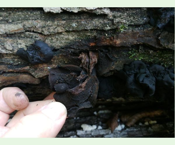 Tmavorôsolovec mozgovitý