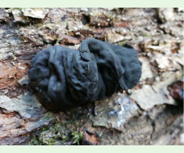 Tmavorôsolovec mozgovitý