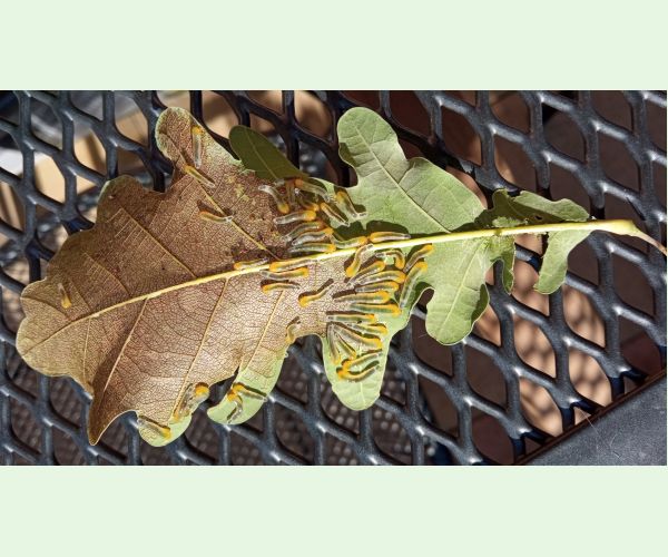 Piliarka Caliroa cinxia