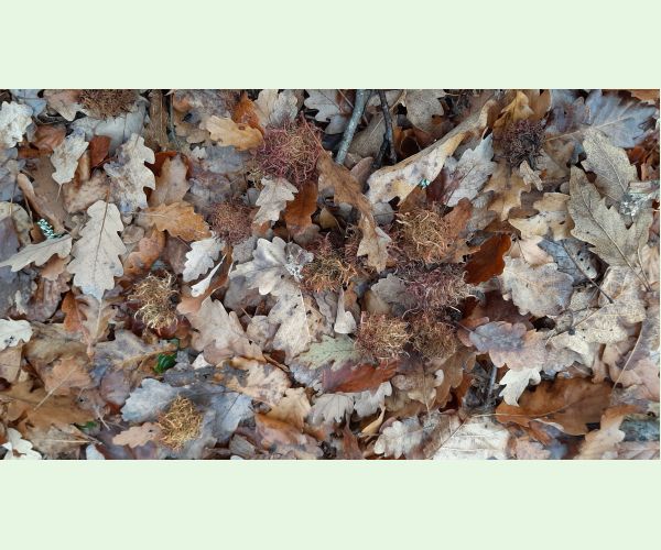 Hrčiarka Andricus caputmedusae