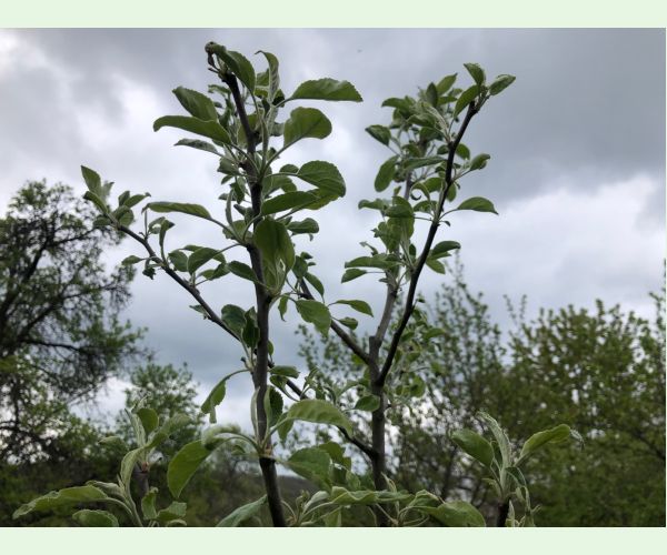 Drevotoč hruškový