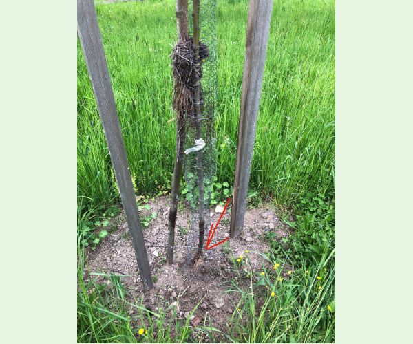 Drevotoč hruškový