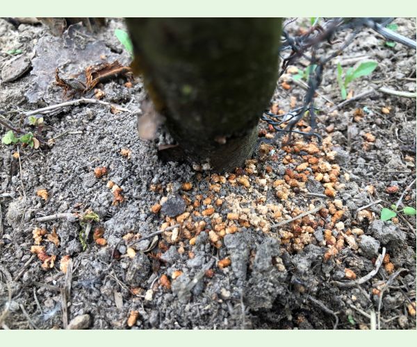 Drevotoč hruškový