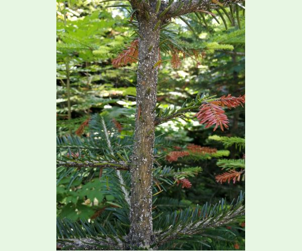 Kôrovnica kaukazská