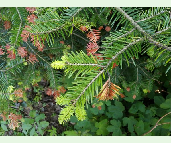 Kôrovnica kaukazská