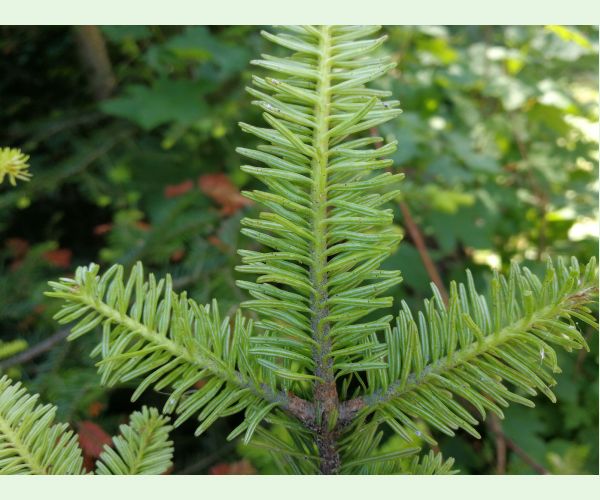 Kôrovnica kaukazská