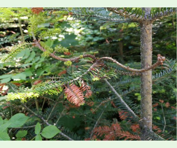 Kôrovnica kaukazská