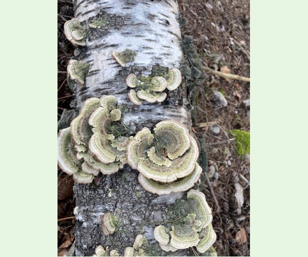 Trúdnikovec pestrý