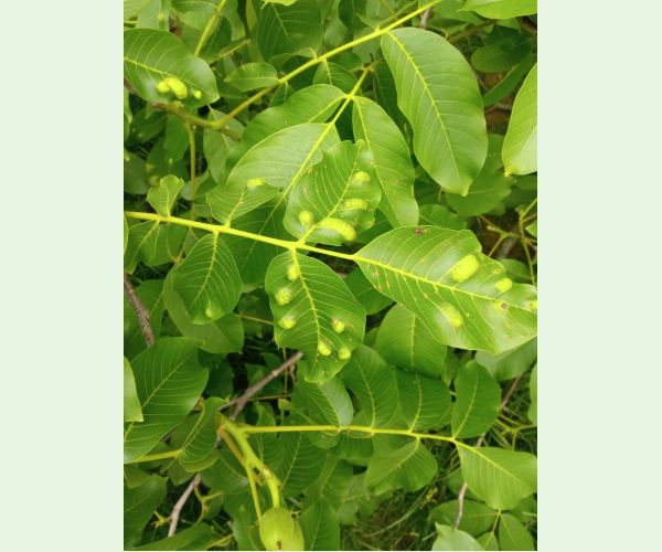 Roztoč Aceria erinea