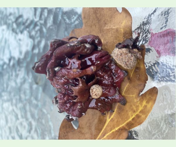 Hrčiarka Andricus dentimitratus